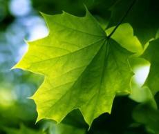 green_leaf-wide