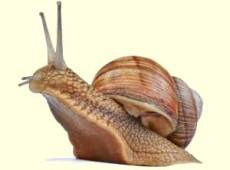 snail's pace