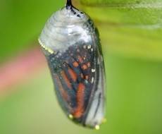 Butterfly cocoon