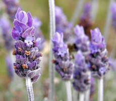 Workplace lavender