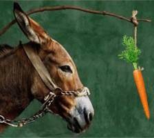 donkey-and-carrot