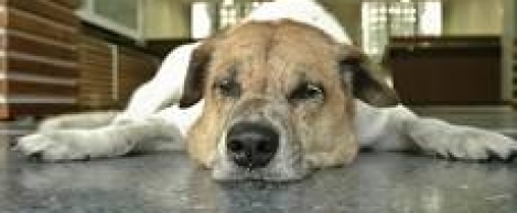 Dog-friendly offices more appealing to Millennials than play rooms