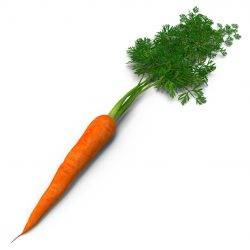 carrot