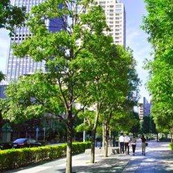 A tree lined street to illustrate the green benefits of retrofitting buildings