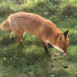 Toyota GB awarded Biodiversity Benchmark from the Wildlife Trust