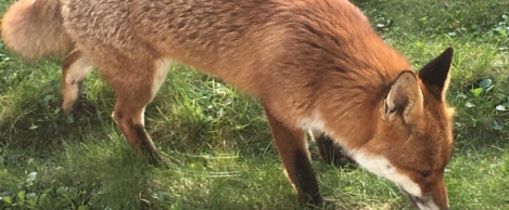 Toyota GB awarded Biodiversity Benchmark from the Wildlife Trust