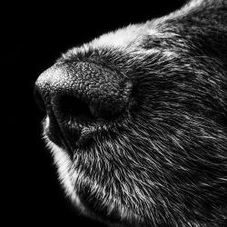 The nose of a black dog, as a metaphor for work related mental health issues