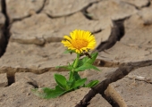 Is resilience a personality trait or a flaw in workplace design?
