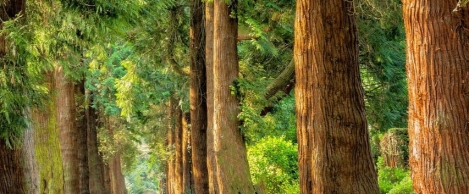 Nature based solutions have the potential to transform cities and buildings