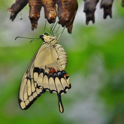 A butterfly emerging from a chrysalis to illustrate change