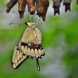 The UK Green Building Council has launched new guidance which it claims will empower the built environment sector to deliver Biodiversity Net Gain as a key element in its developments.