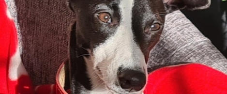 Dogs Trust urges businesses to open a dialogue about bringing dogs to work