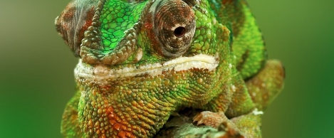 People become chameleons to fit in with strong workplace culture