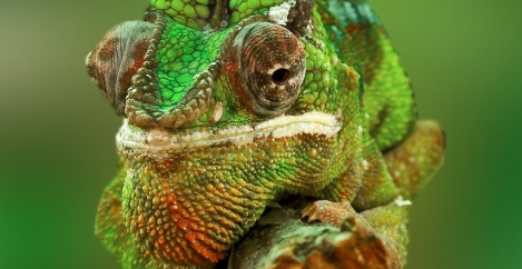 People become chameleons to fit in with strong workplace culture