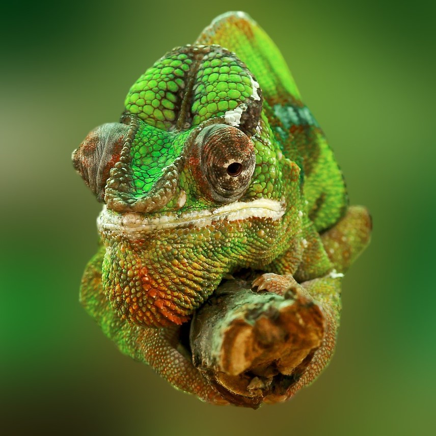 People become chameleons to fit in with strong workplace culture