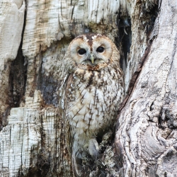An owl camouflaged against a tree as a metaphor for hiding on webcam meetings