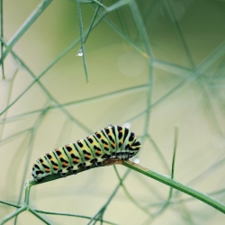 A caterpillar sits on a dew dropped leaf to serve as a metaphor for change