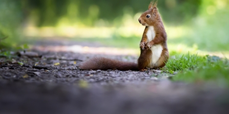 Squirrel! Distraction costing the UK economy nearly £20 billion a year