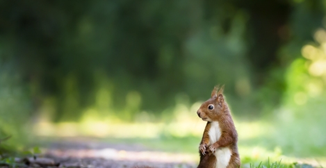 Squirrel! Distraction costing the UK economy nearly £20 billion a year