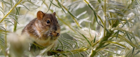 Beware the workplace mouse trap